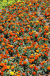 Durango Red Marigold (Tagetes patula 'Durango Red') at Marlin Orchards & Garden Centre