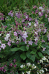 Perfume Purple Flowering Tobacco (Nicotiana 'Perfume Purple') at Marlin Orchards & Garden Centre