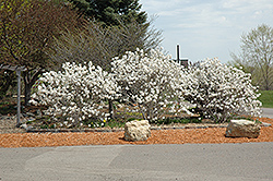 Royal Star Magnolia (Magnolia stellata 'Royal Star') at Marlin Orchards & Garden Centre