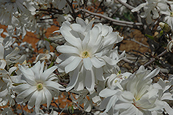 Royal Star Magnolia (Magnolia stellata 'Royal Star') at Marlin Orchards & Garden Centre