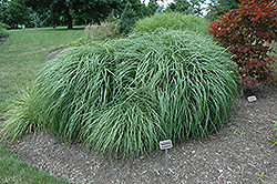 Adagio Maiden Grass (Miscanthus sinensis 'Adagio') at Marlin Orchards & Garden Centre