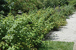Heritage Raspberry (Rubus 'Heritage') at Marlin Orchards & Garden Centre