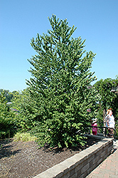 Katsura Tree (Cercidiphyllum japonicum) at Marlin Orchards & Garden Centre