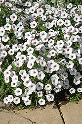 Supertunia Vista Silverberry Petunia (Petunia 'Supertunia Vista Silverberry') at Marlin Orchards & Garden Centre