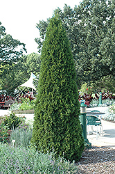 Emerald Green Arborvitae (Thuja occidentalis 'Smaragd') at Marlin Orchards & Garden Centre