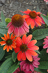 Sombrero Hot Coral Coneflower (Echinacea 'Balsomcor') at Marlin Orchards & Garden Centre