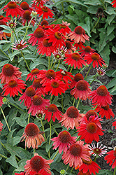 Sombrero Salsa Red Coneflower (Echinacea 'Balsomsed') at Marlin Orchards & Garden Centre
