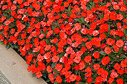 SunPatiens Compact Electric Orange New Guinea Impatiens (Impatiens 'SakimP025') at Marlin Orchards & Garden Centre