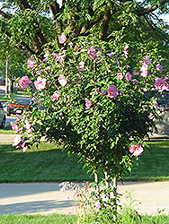 Aphrodite Rose of Sharon (Hibiscus syriacus 'Aphrodite') at Marlin Orchards & Garden Centre