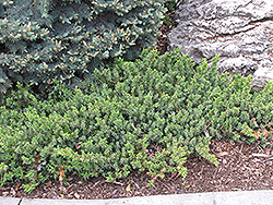 Dwarf Japanese Garden Juniper (Juniperus procumbens 'Nana') at Marlin Orchards & Garden Centre