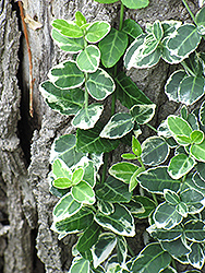 Emerald Gaiety Wintercreeper (Euonymus fortunei 'Emerald Gaiety') at Marlin Orchards & Garden Centre