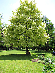 Harlequin Norway Maple (Acer platanoides 'Drummondii') at Marlin Orchards & Garden Centre