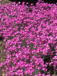 Firewitch Pinks (Dianthus gratianopolitanus 'Firewitch') at Marlin Orchards & Garden Centre