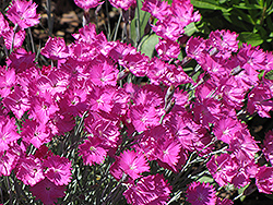 Firewitch Pinks (Dianthus gratianopolitanus 'Firewitch') at Marlin Orchards & Garden Centre