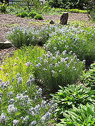 Narrow-Leaf Blue Star (Amsonia hubrichtii) at Marlin Orchards & Garden Centre