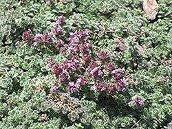 Wooly Thyme (Thymus pseudolanuginosis) at Marlin Orchards & Garden Centre