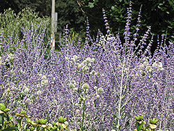 Little Spire Russian Sage (Perovskia 'Little Spire') at Marlin Orchards & Garden Centre