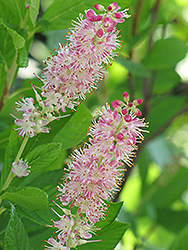 Ruby Spice Summersweet (Clethra alnifolia 'Ruby Spice') at Marlin Orchards & Garden Centre