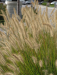 Hameln Dwarf Fountain Grass (Pennisetum alopecuroides 'Hameln') at Marlin Orchards & Garden Centre