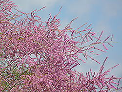 Pink Cascade Tamarisk (Tamarix ramosissima 'Pink Cascade') at Marlin Orchards & Garden Centre
