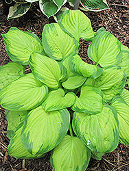 Stained Glass Hosta (Hosta 'Stained Glass') at Marlin Orchards & Garden Centre