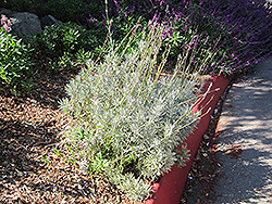 French Lavender (Lavandula dentata) at Marlin Orchards & Garden Centre
