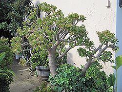 Jade Plant (Crassula ovata) at Marlin Orchards & Garden Centre