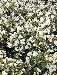 Bada Boom White Begonia (Begonia 'Bada Boom White') at Marlin Orchards & Garden Centre
