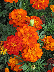 Durango Red Marigold (Tagetes patula 'Durango Red') at Marlin Orchards & Garden Centre
