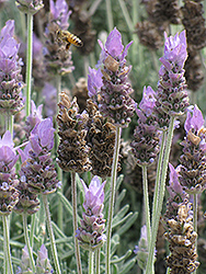 French Lavender (Lavandula dentata) at Marlin Orchards & Garden Centre