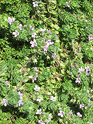 Pink Chintz Creeping Thyme (Thymus praecox 'Pink Chintz') at Marlin Orchards & Garden Centre