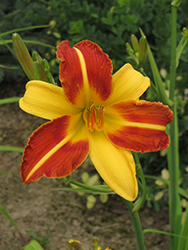 Frans Hals Daylily (Hemerocallis 'Frans Hals') at Marlin Orchards & Garden Centre