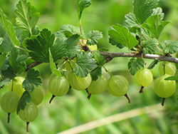 Hinnonmaki Green Gooseberry (Ribes uva-crispa 'Hinnonmaki Green') at Marlin Orchards & Garden Centre