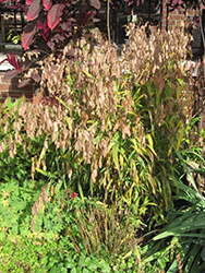 Northern Sea Oats (Chasmanthium latifolium) at Marlin Orchards & Garden Centre