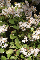 Jade Plant (Crassula ovata) at Marlin Orchards & Garden Centre