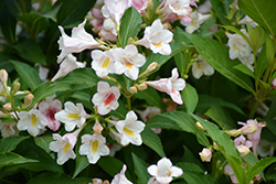 Sonic Bloom Pearl Reblooming Weigela (Weigela florida 'Bokrasopea') at Marlin Orchards & Garden Centre