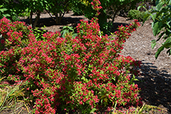 Sonic Bloom Red Reblooming Weigela (Weigela florida 'Verweig 6') at Marlin Orchards & Garden Centre