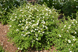 Happy Face White Potentilla (Potentilla fruticosa 'White Lady') at Marlin Orchards & Garden Centre