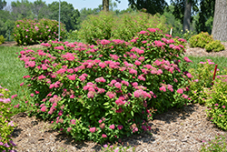 Double Play Red Spirea (Spiraea japonica 'SMNSJMFR') at Marlin Orchards & Garden Centre