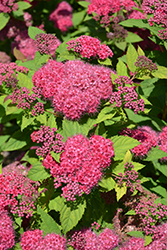 Double Play Red Spirea (Spiraea japonica 'SMNSJMFR') at Marlin Orchards & Garden Centre