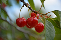 Montmorency Cherry (Prunus 'Montmorency') at Marlin Orchards & Garden Centre