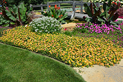 Supertunia Honey Petunia (Petunia 'Supertunia Honey') at Marlin Orchards & Garden Centre