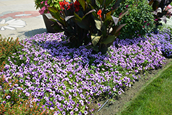 Supertunia Indigo Charm Petunia (Petunia 'Supertunia Indigo Charm') at Marlin Orchards & Garden Centre