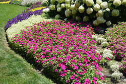 Supertunia Royal Magenta Petunia (Petunia 'Supertunia Royal Magenta') at Marlin Orchards & Garden Centre