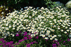 Pure White Butterfly Marguerite Daisy (Argyranthemum frutescens 'G14420') at Marlin Orchards & Garden Centre