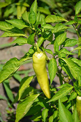 Hungarian Hot Wax Pepper (Capsicum annuum 'Hungarian Hot Wax') at Marlin Orchards & Garden Centre