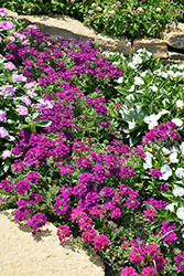 Superbena Royale Plum Wine Verbena (Verbena 'Superbena Royale Plum Wine') at Marlin Orchards & Garden Centre