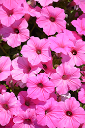 Supertunia Vista Bubblegum Petunia (Petunia 'Supertunia Vista Bubblegum') at Marlin Orchards & Garden Centre