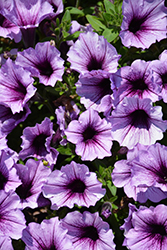 Supertunia Bordeaux Petunia (Petunia 'Supertunia Bordeaux') at Marlin Orchards & Garden Centre