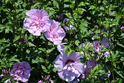 Lavender Chiffon Rose Of Sharon (Hibiscus syriacus 'Notwoodone') at Marlin Orchards & Garden Centre